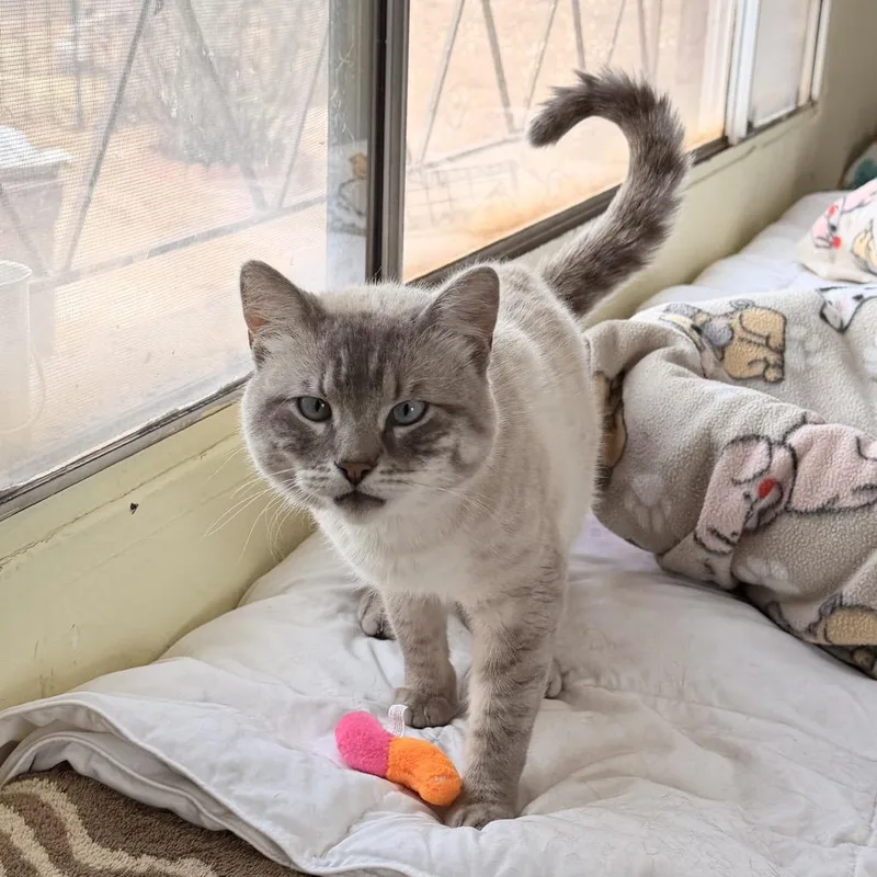An adult medium-sized male Gray / Blue / Silver Siamese cat named Lenny for adoption in Tucson, AZ