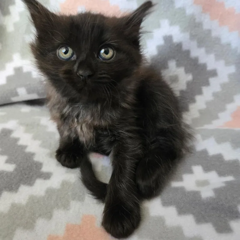 A baby small-sized female Black American Shorthair cat named Jelly for adoption in Calimesa, CA