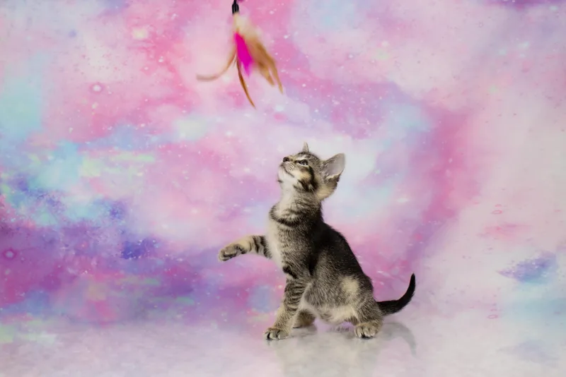 A baby medium-sized female Gray & White Domestic Short Hair cat named Sage for adoption in Tuscaloosa, AL