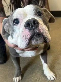 An adult medium-sized male Bulldog dog named Russell for adoption in Cleveland, OH