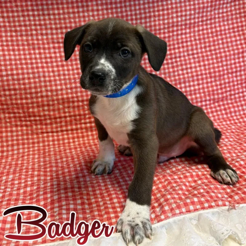 Badger thumbnail 2