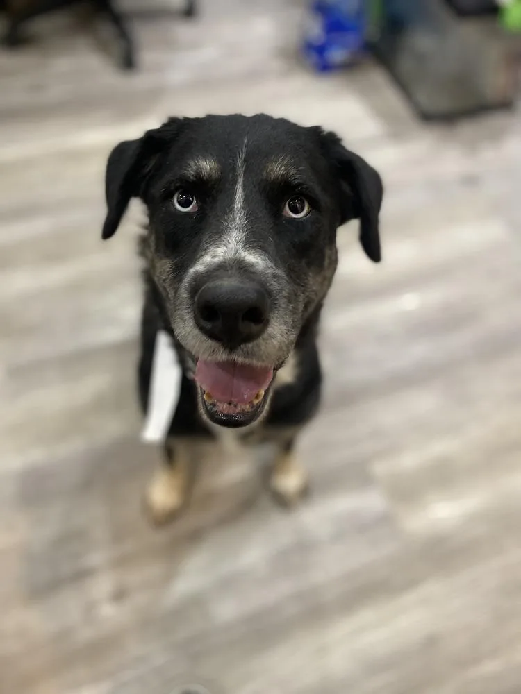 A senior large-sized female Tricolor (Brown, Black, & White) Husky dog named Wendy for adoption in Cortez, CO