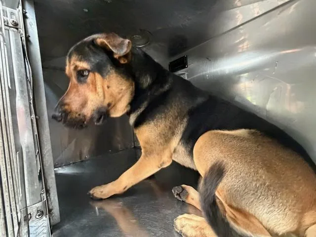 A young large-sized male Mixed Breed dog named Bryce for adoption in Dallas, TX