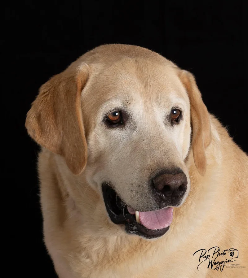 A senior extra large-sized male White / Cream Labrador Retriever dog named Caesar  And Max for adoption in Broken Arrow, OK