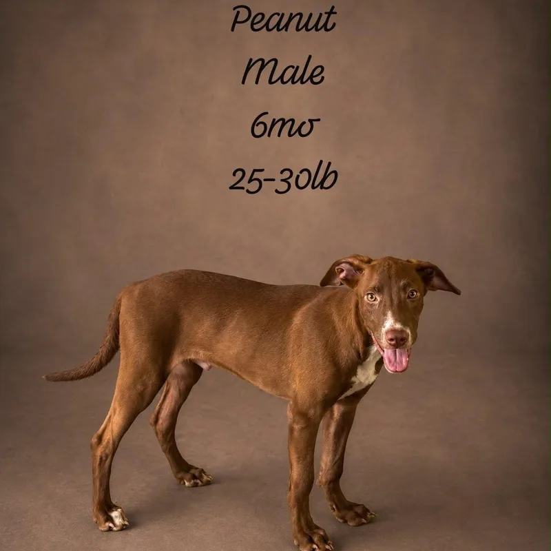 Peanut thumbnail 2