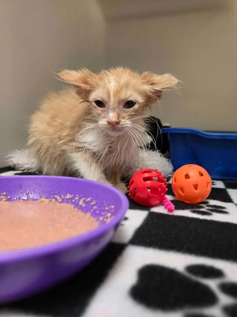 A baby small-sized male Domestic Long Hair cat named Cheesy Poof for adoption in Blountville, TN