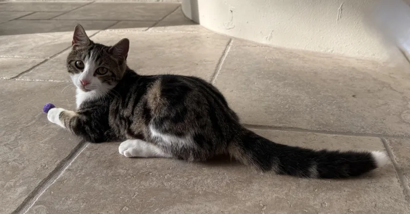 A young medium-sized male Domestic Short Hair cat named Parson for adoption in DeLand, FL