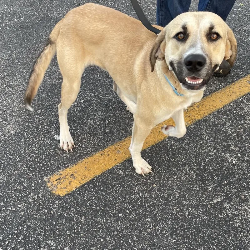 An adult large-sized male Yellow / Tan / Blond / Fawn Anatolian Shepherd dog named Baxter for adoption in Floresville, TX