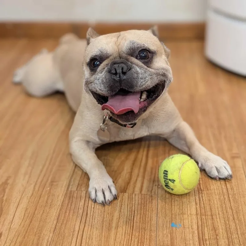 An adult small-sized female Yellow / Tan / Blond / Fawn French Bulldog dog named Marley for adoption in Grand Junction, CO
