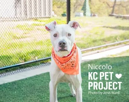 An adult large-sized male White / Cream Mixed Breed dog named Niccolo for adoption in Kansas City, MO
