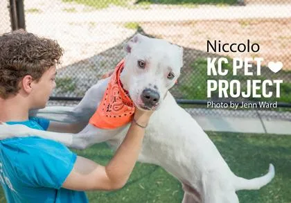 Niccolo thumbnail 2