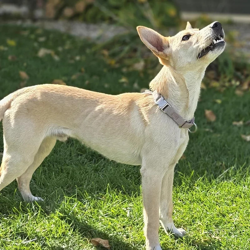 A baby medium-sized female Yellow / Tan / Blond / Fawn Collie dog named Hank for adoption in Evansville, WI
