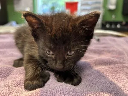 A young medium-sized female Domestic Short Hair cat named Molly Weasley for adoption in Kansas City, MO
