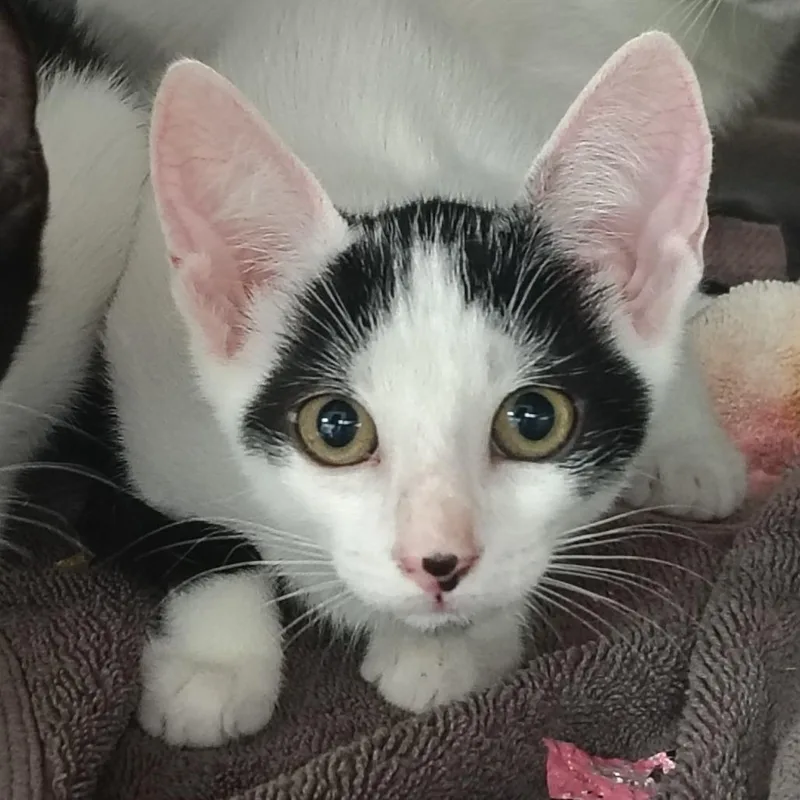 A baby small-sized male White Domestic Short Hair cat named Rumba for adoption in Vieques, PR