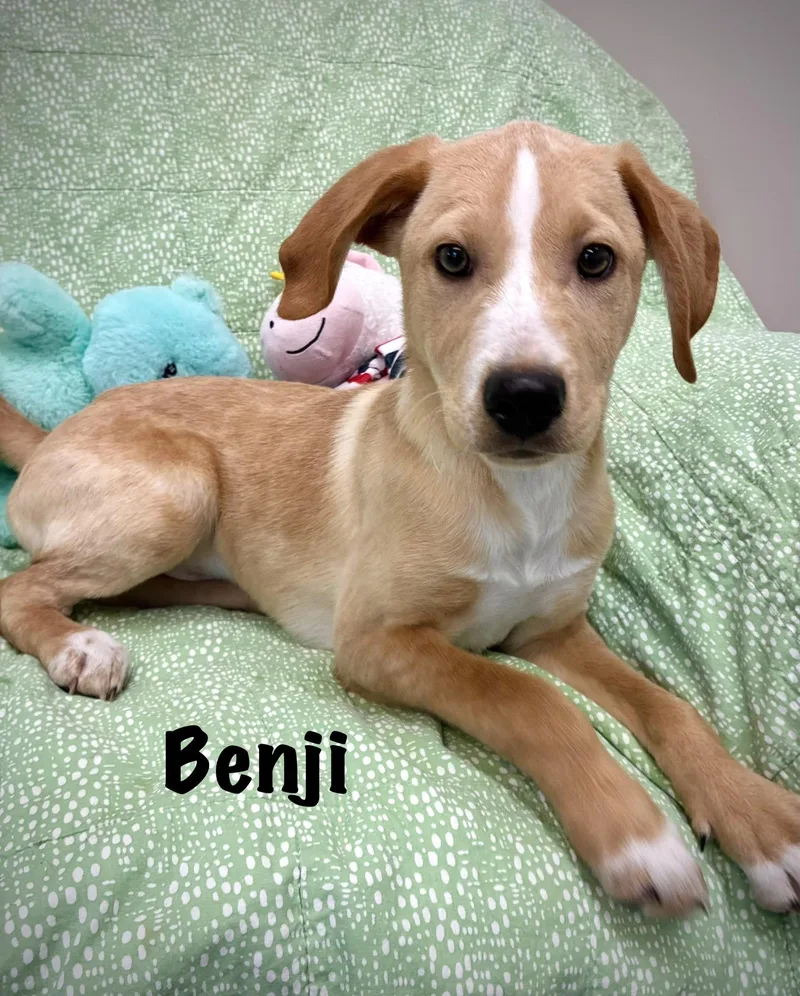 Benji