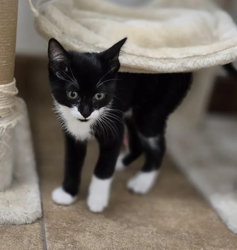 A baby small-sized female Domestic Short Hair cat named Magpie for adoption in South Bend, IN