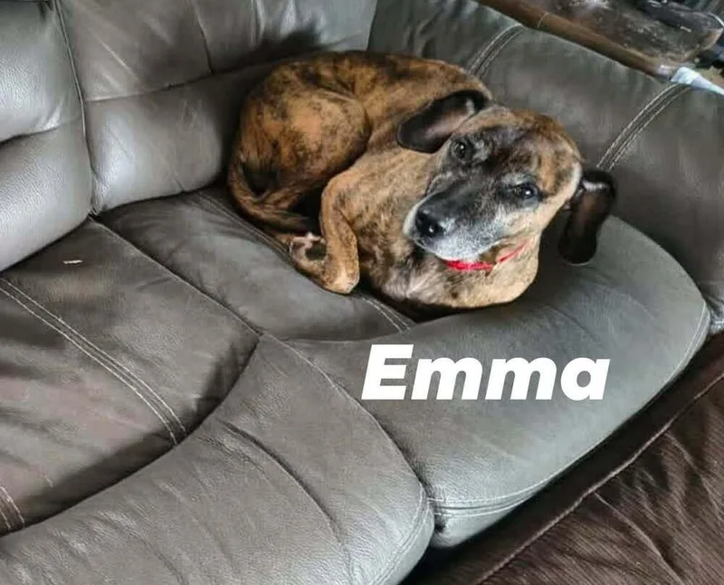 An adult medium-sized female Brindle Pit Bull Terrier dog named Emma for adoption in Silsbee, TX
