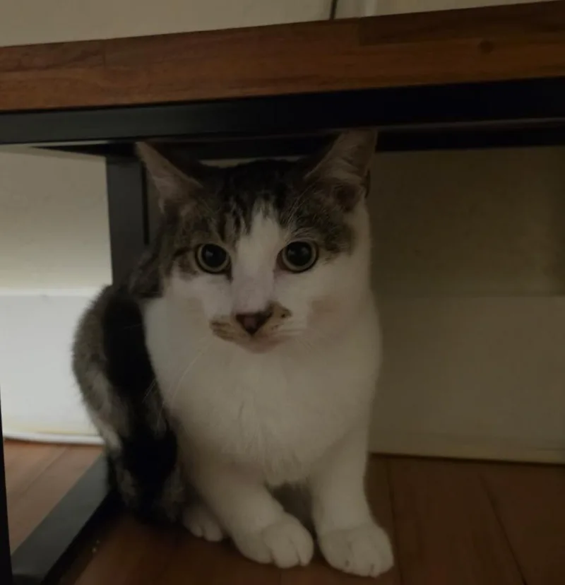 A baby medium-sized male White Domestic Short Hair cat named Charlie for adoption in San Jose, CA