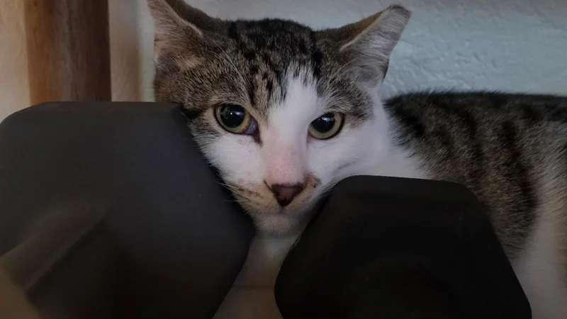 Charlie thumbnail 2