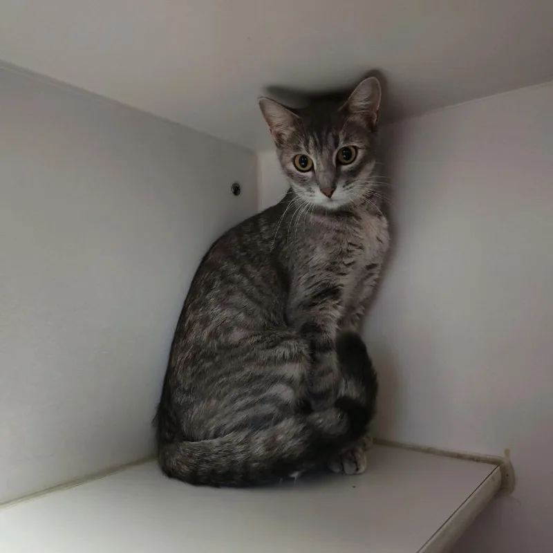 A baby small-sized female Torbie Domestic Short Hair cat named Mystery Mom for adoption in Norfolk, NE
