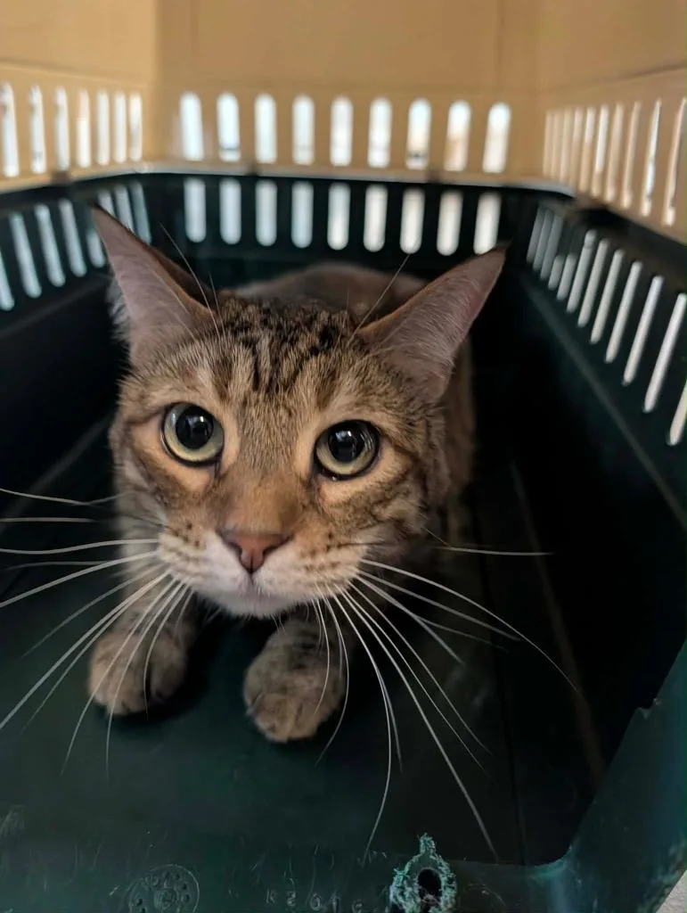 A young medium-sized female Tabby cat named Chipmunk for adoption in Grand Junction, CO