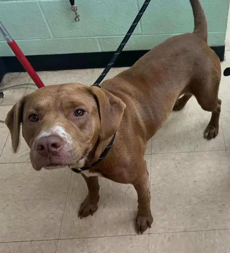 An adult medium-sized female Chocolate Labrador Retriever dog named Leia for adoption in Martinsville, VA