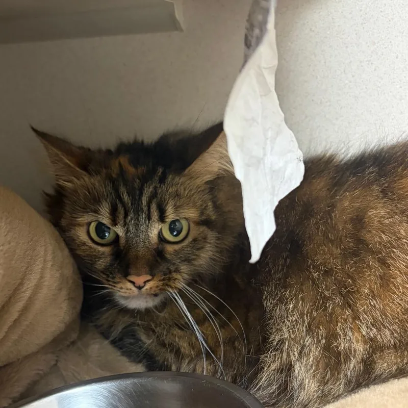 A senior large-sized female Orange / Red Domestic Long Hair cat named Kay Kay for adoption in Fredericksburg, VA