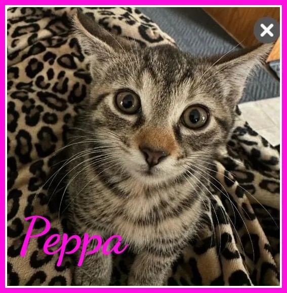 A baby medium-sized female Tabby (Brown / Chocolate) Domestic Short Hair cat named Peppa for adoption in Valley City, ND