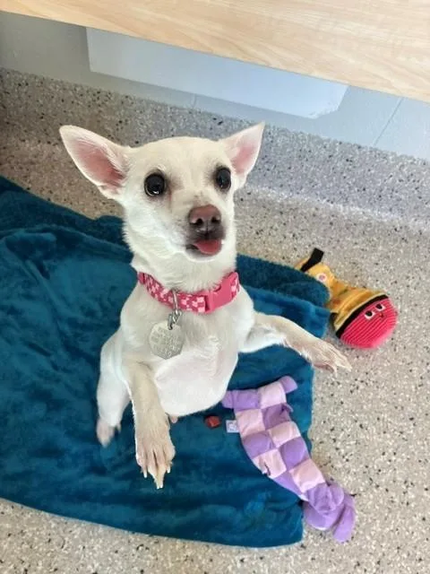 An adult small-sized female White / Cream Chihuahua dog named Subi for adoption in Buena Vista, CO