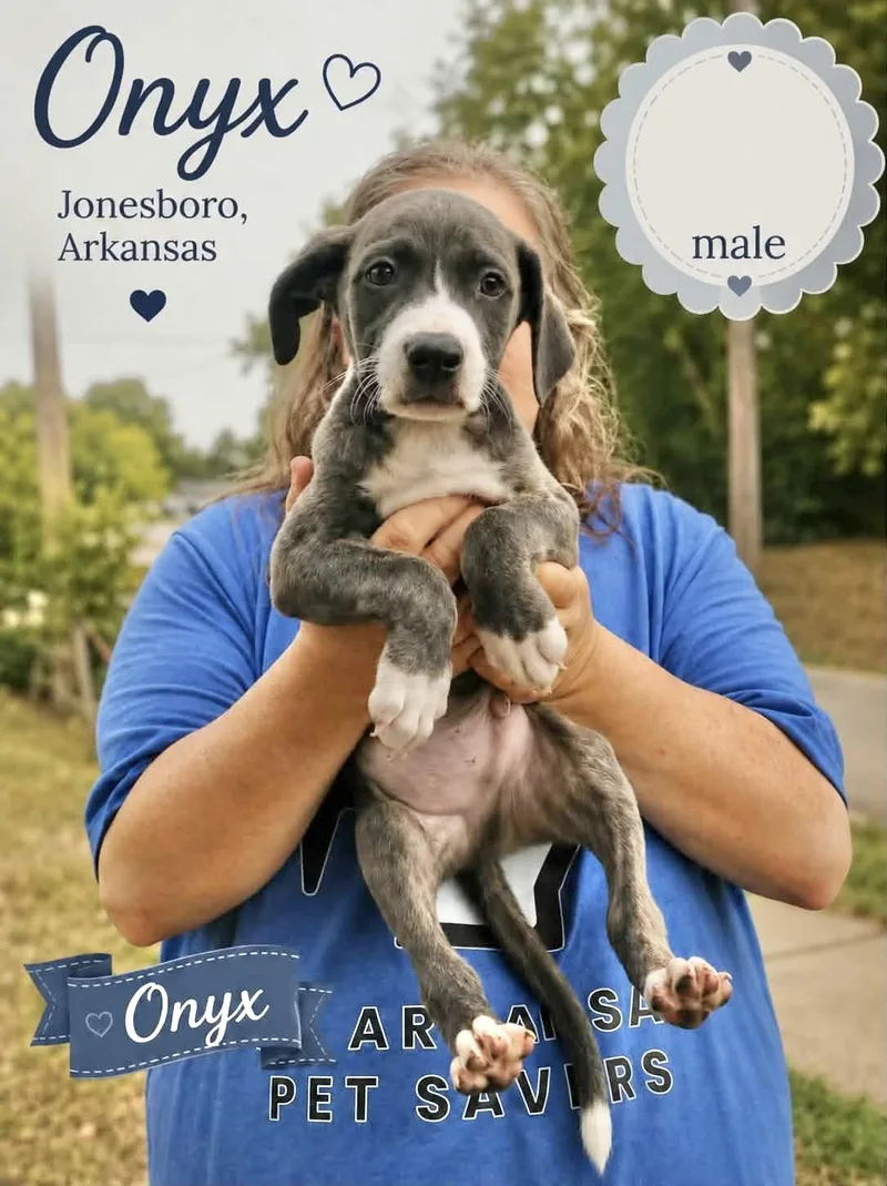 A baby medium-sized male Labrador Retriever dog named Onyx for adoption in Manchester, CT