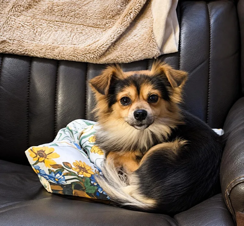 A young small-sized male Pomeranian dog named Smores for adoption in Douglas, GA
