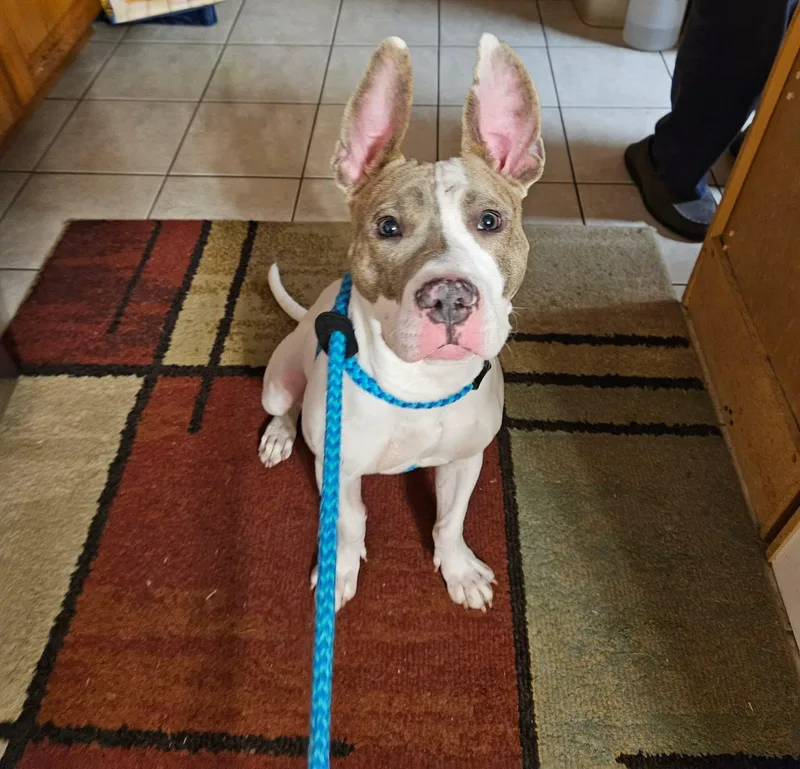 A young medium-sized male American Bully dog named Rocco for adoption in Darien Center, NY