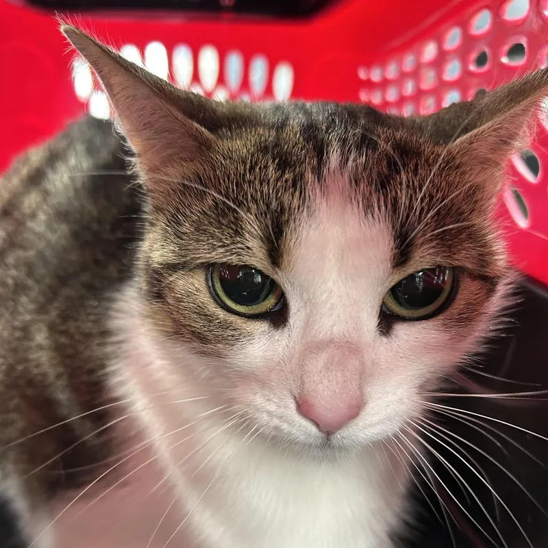 An adult small-sized female Brown / Chocolate Domestic Short Hair cat named Khloe for adoption in Newark, NJ