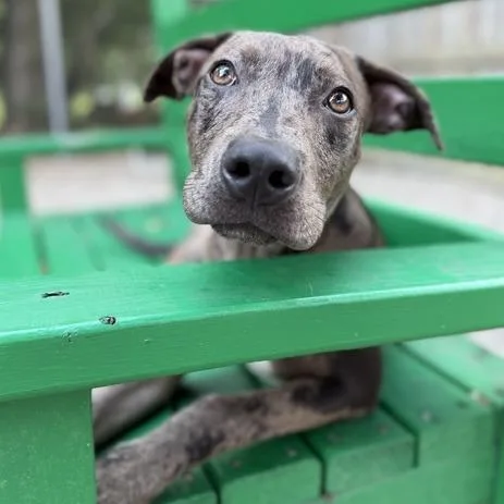 A young small-sized male Gray / Blue / Silver Catahoula Leopard Dog dog named Marble for adoption in Dayton, OH