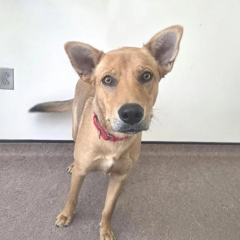 A young medium-sized male Yellow / Tan / Blond / Fawn Mixed Breed dog named Meatball for adoption in Saint Louis, MO