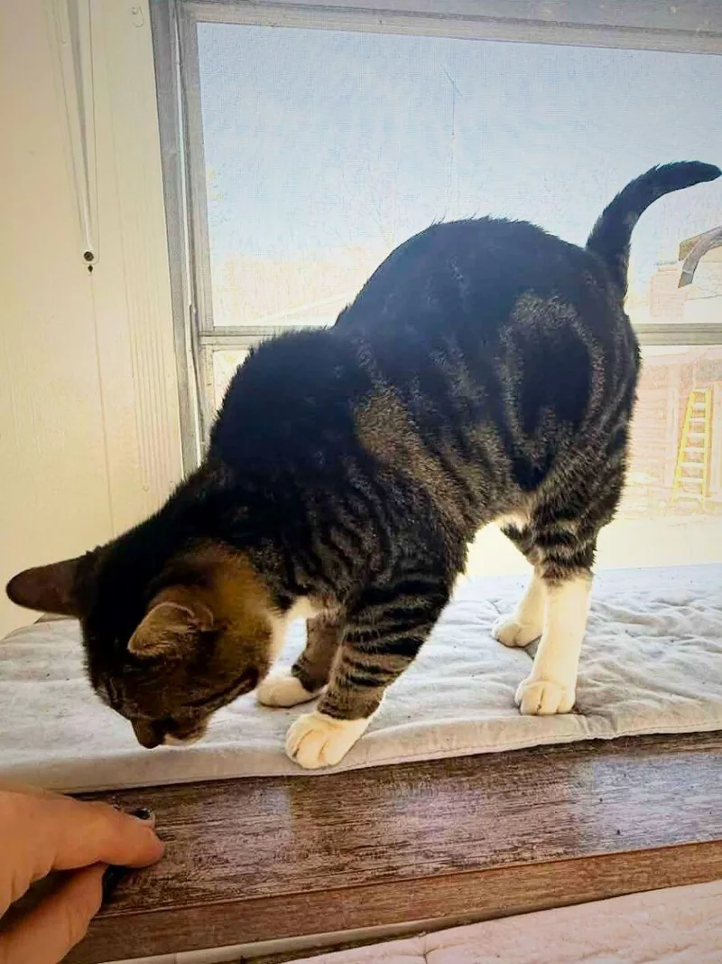 Lil Mama | Adult thumbnail 2