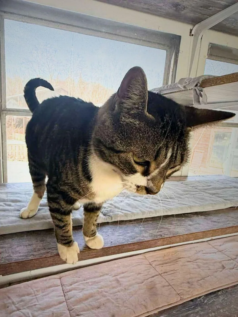 Lil Mama | Adult thumbnail 3