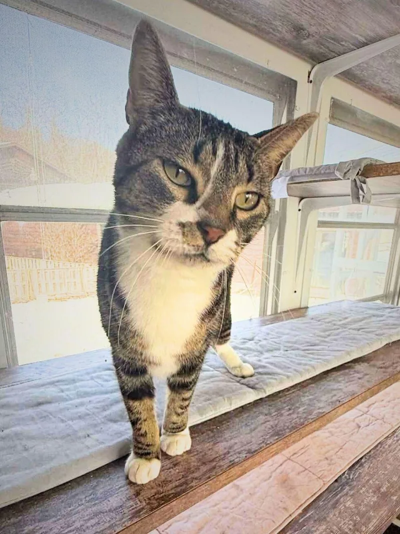 Lil Mama | Adult thumbnail 4