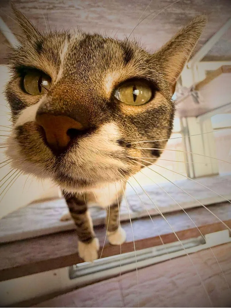 Lil Mama | Adult thumbnail 5