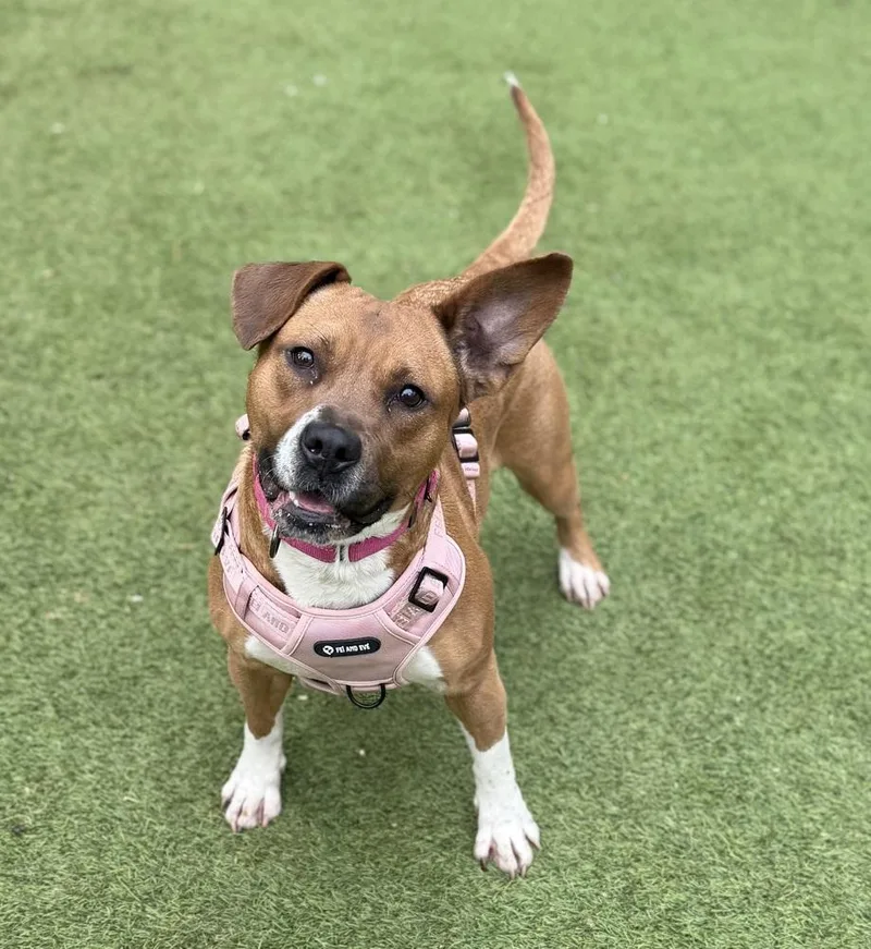 An adult large-sized female Pit Bull Terrier dog named Paisley for adoption in Dunwoody, GA