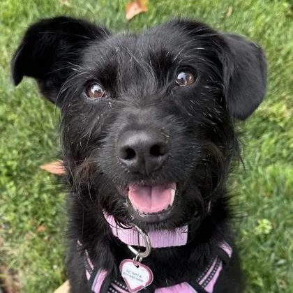 An adult small-sized female Black Miniature Schnauzer dog named Rome for adoption in Santa Cruz, CA