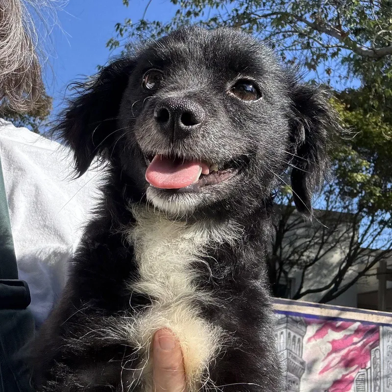 An adult small-sized female Mixed Breed dog named Marina for adoption in Oakland, CA