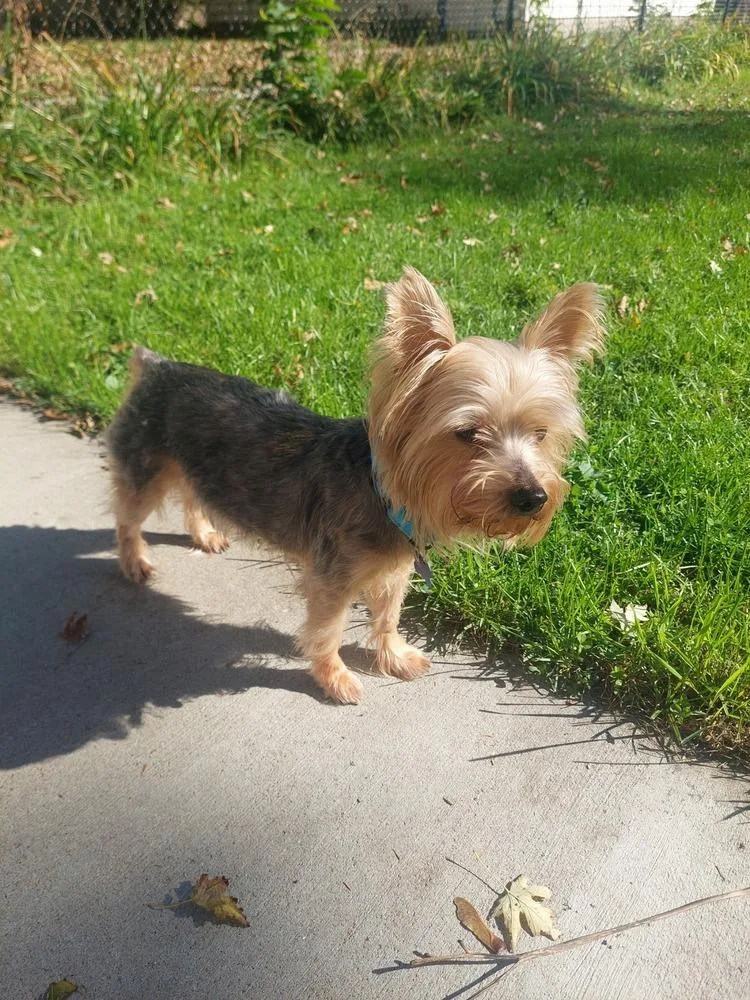 An adult small-sized male Yorkshire Terrier dog named Joey for adoption in Plymouth, MN