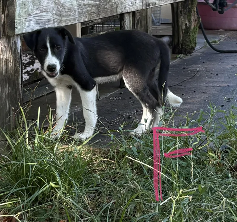 A baby medium-sized female Australian Cattle Dog / Blue Heeler dog named Boo for adoption in Moyock, NC