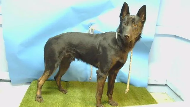 A young large-sized male German Shepherd Dog dog named Anakin for adoption in Gardena, CA