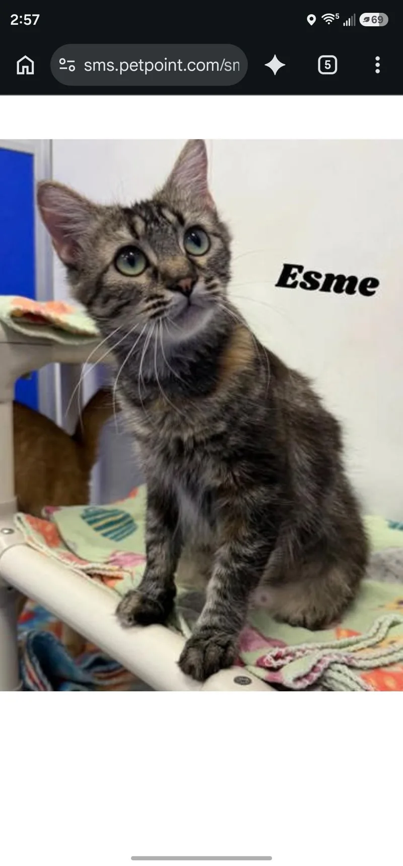 A young medium-sized female Tabby (Brown / Chocolate) Domestic Medium Hair cat named Esme for adoption in Dunkirk, NY