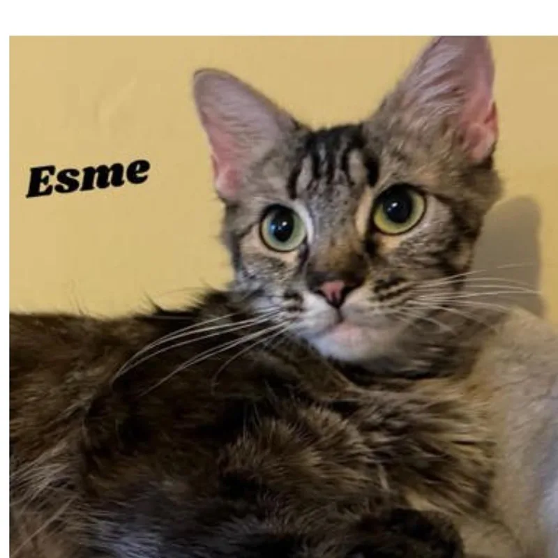 Esme thumbnail 2