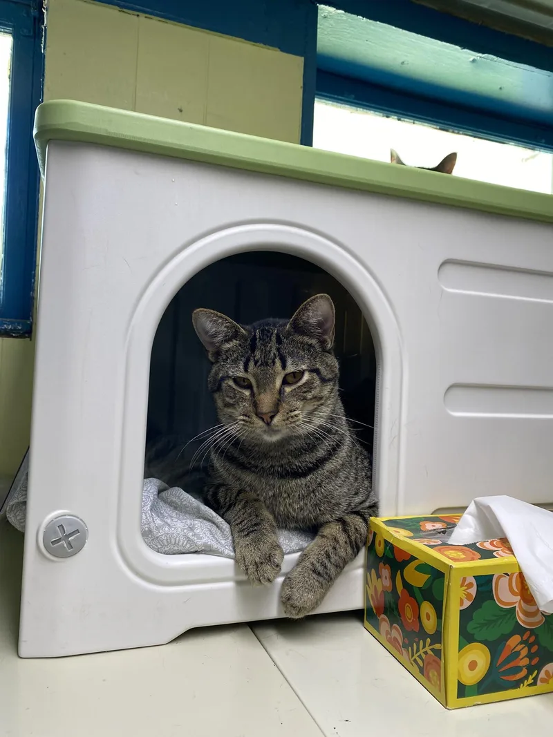 A baby medium-sized male Tabby (Brown / Chocolate) Tabby cat named Figgy Pudding for adoption in New Richmond, WI