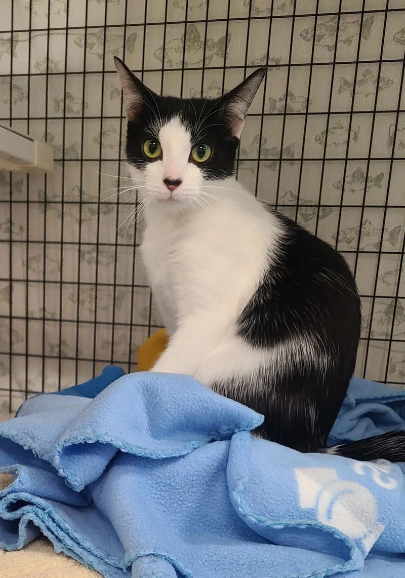 A young medium-sized female Black Domestic Short Hair cat named Patches for adoption in Kirkland, WA