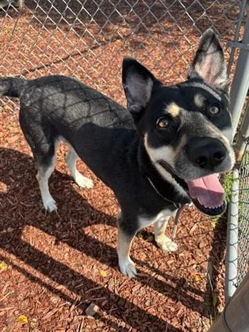 An adult large-sized male Siberian Husky dog named Harley for adoption in Panama City, FL